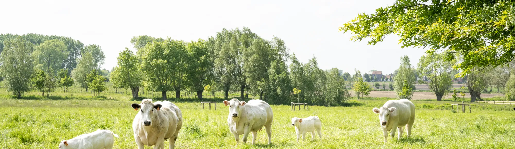 MWV-koeien, ©Inagro MWV-koeien, ©Inagro
