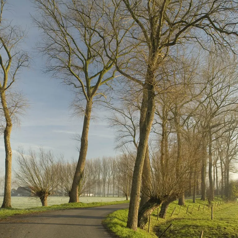 Drevenlandschap Noord-West-Vlaanderen