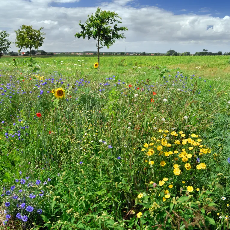 Veldbloemen Westrozebeke