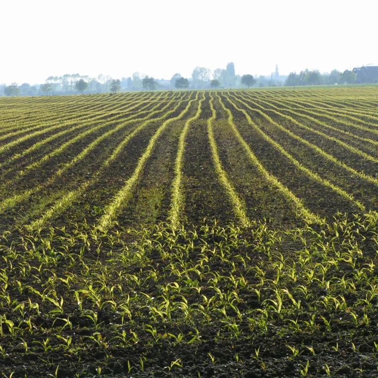 veld