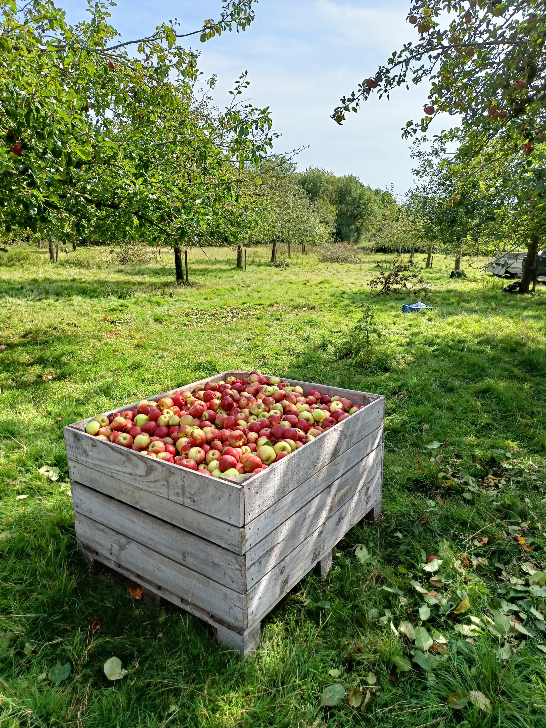 kist met appels in fruitgaard
